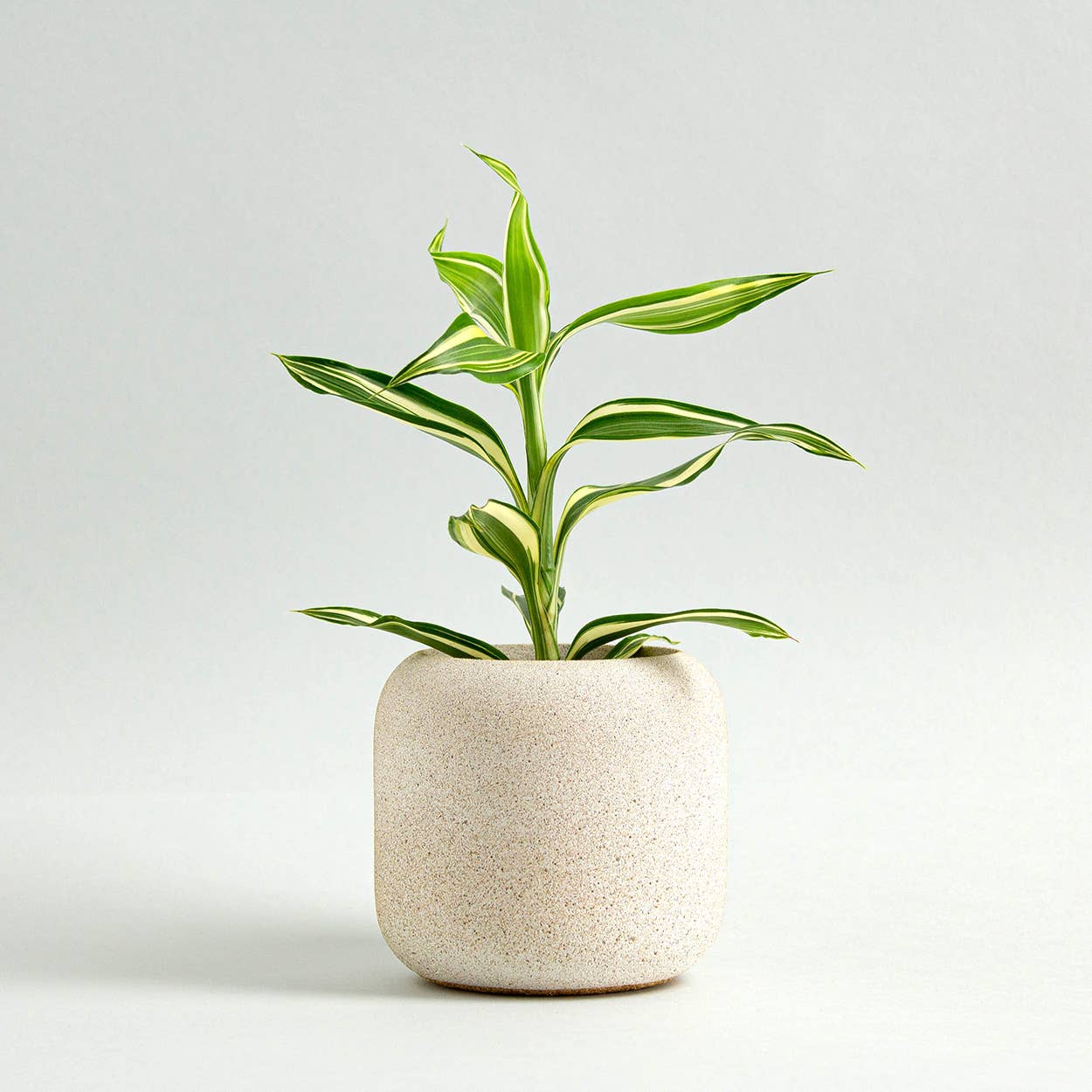 Pot or Planter - Jesmonite Cream